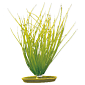 Rostlina MARINA Hairgrass 20 cm 1 ks