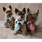 Gentledog kravata pro psy růžová