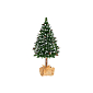 Vánoční stromek Borovice kanadská na kmínku 160 cm