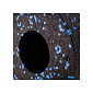Masážny valec SPRINGOS CROSSFIT čierno-modrý