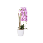 Umelá Orchidea s kvetmi 70 cm fialová, 16 kvetov