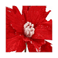 Vianočná hviezda na stonke 22x15 cm, červená